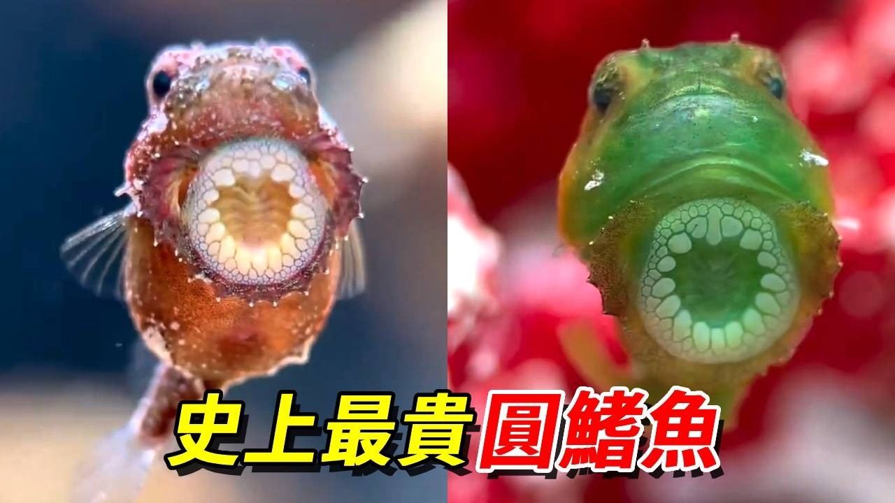 究竟是什麼神仙小魚，居然比我所有鯊魚加鯊魚缸加設備都貴！養它我可太喜歡了【王小怪】