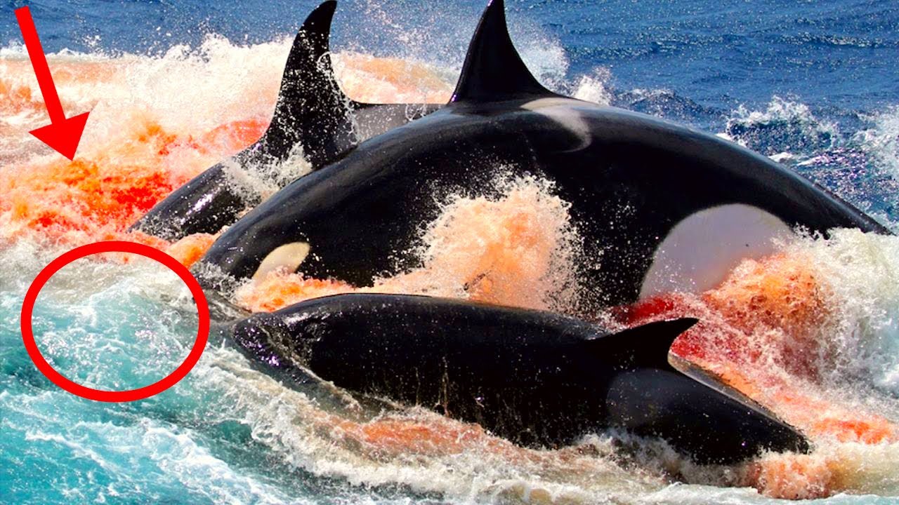 13 самых безжалостных охотников на стаи