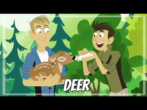 Wild kratts - Deer buckaroo! - Full episode - HD - KRATTS SÉRIES