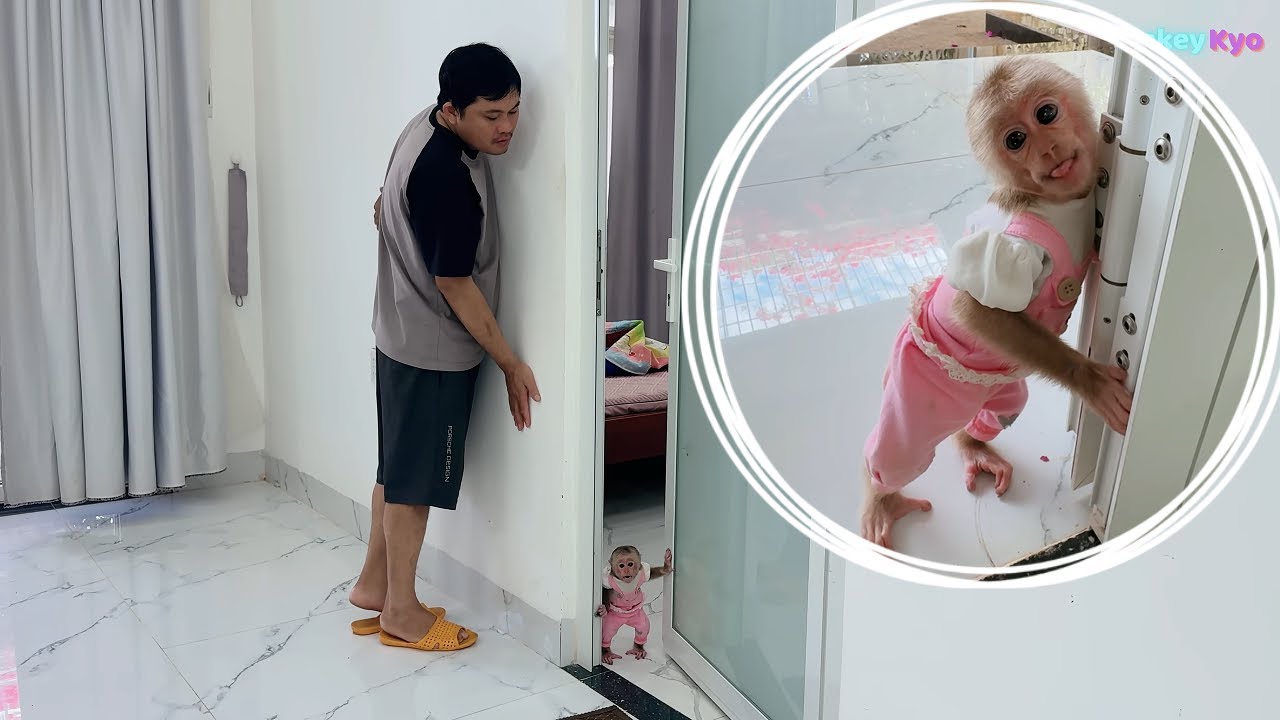 baby monkey  Kyo is always made happy and loved wholeheartedly by dad