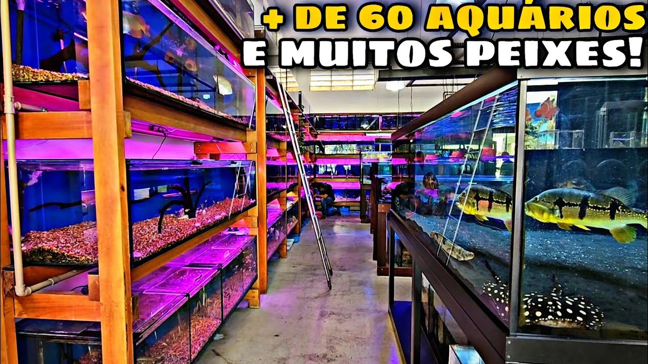 TOUR COMPLETO NUMA LOJA GIGANTE DE AQUARISMO E ANIMAIS EXÓTICOS