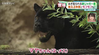 【東山動植物園】泳ぎが見られる新ジャガー舎がオープン！増える仲間にこの時期しか見られないモフモフも！