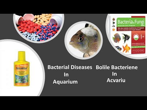 Video: Infecții Bacteriene (Aeromonas) La Pești