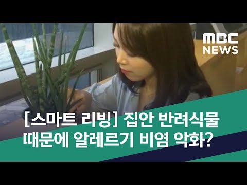 [스마트 리빙] 집안 반려식물 때문에 알레르기 비염 악화? (2019.08.13/뉴스투데이/MBC)