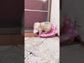 おやつを取られたので100倍返しだ!