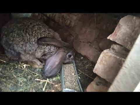 იყიდება იცვლება