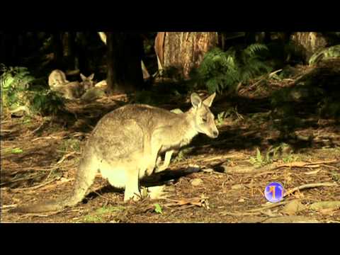 Fauna Australiana