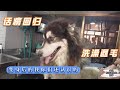 太高兴了，阿拉斯加接回救助站，不用被铁链子过余生，带它去洗洗剪剪   －Dog rescue in China    20210407