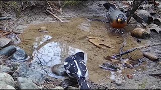 Grosbeak vs Everyone - another bathing battle!