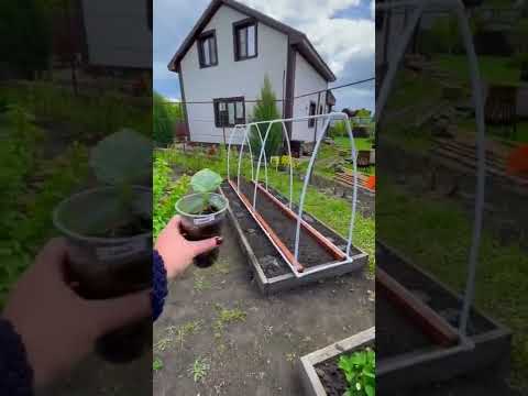 Видео: Руководство по подвешиванию крючков для растений – узнайте о различных способах подвешивания растений