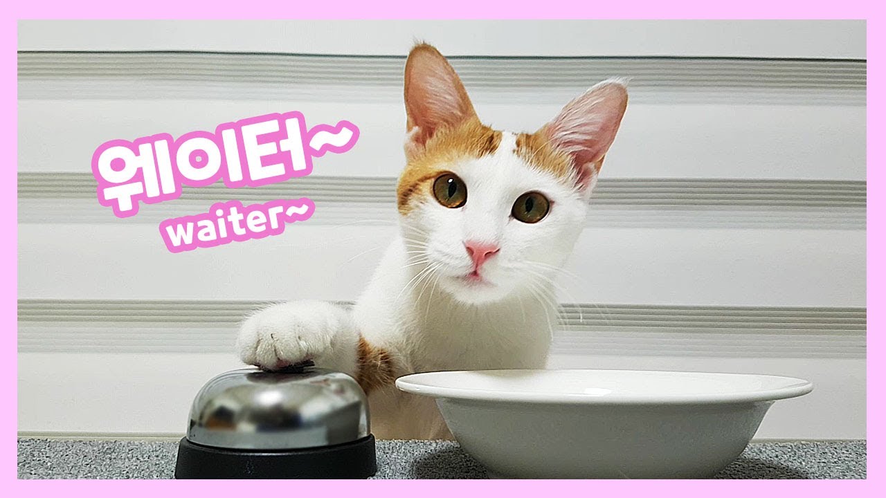 Kitty Ringing A Bell 종치는 고양이 (집사에서 웨이터로 ring bell cat) - YouTube