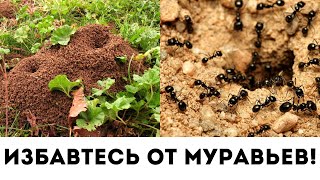 МУРАВЬИ ИСЧЕЗНУТ НАВСЕГДА! Как избавится от муравьев на огороде и дома?