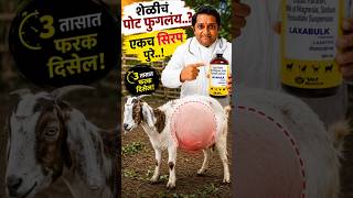 शेळीचं पोट फुगलंय..? एकच सिरप पुरे..!"Goat's stomach is bloated? Just one syrup is enough!"#goatcare
