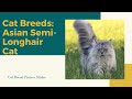 Asian semi longhair Slides - Cat Breeds の動画、YouTube動画。