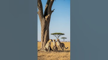 Will the leopard catch its prey successfully? Watch the thrilling chase #wildlife #nature #predator