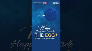 What Happens After Sperm Enters the Egg? | Fertilisation Explained