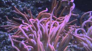 Clown Fish (Amphiprion ocellaris) - Tropical Fish