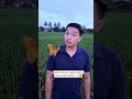 #moodbooster #kicaumania #sawahviral #villagelife