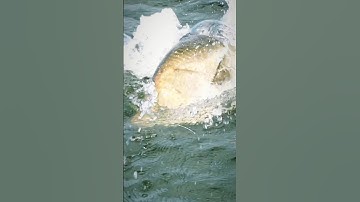 Câu lure Cá Chẽm theo mồi táp như sét đánh #majorcraft #fishing #caulure