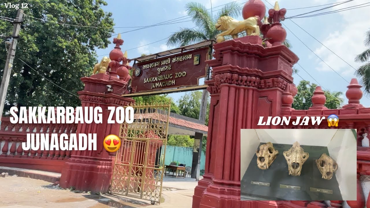 SAKKARBAUG ZOO 😍 Junagadh ️ Vlog 12 lion Jaw 😱 YouTube