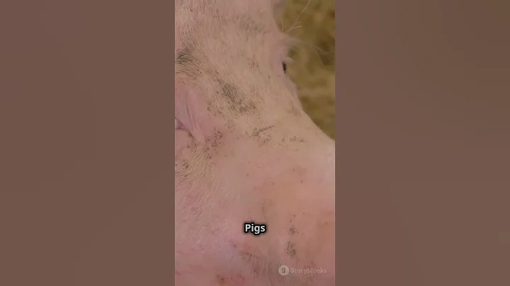 7Facts You Didnt Know! #pigs #animals #animal #nature #piggy #facts #pig #shorts #explore #foryou