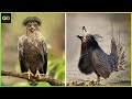 Những Loài Chim Kỳ Lạ Nhất Thế Giới Bạn Sẽ Không Tin Chúng Có Tồn Tại