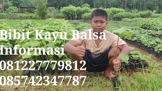 JUAL BIBIT BALSA, BIBIT KAYU BALSA, BIBIT BALSA PURWOREJO, BIBIT BALSA MURAH, HARGA BIBIT BALSA