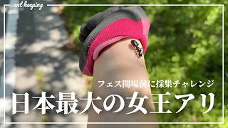 日本最大の女王アリ「ムネアカオオアリ」をフェス会場で探す