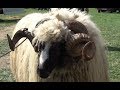 Targul de oi si berbeci de la Pui, Hunedoara - 1 mai 2018