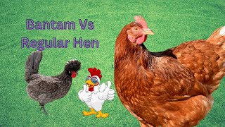 What Is The Difference Between Bantam & Regular Hens?