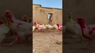 Colourful Chicks 🐥|35 Days Old|Colourful Chicks Growth|#viral #chicks #chickscare #colourfulchicks screenshot 2