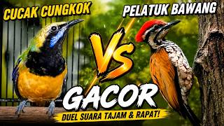 🔴 MASTERAN CUCAK CUNGKOK GACOR vs PELATUK BAWANG GACOR 🔥 Suara Isian Tajam & Rapet‼️ #cungkok