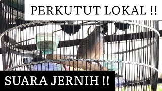 Suara Jernih  Perkutut Lokal Rondo Semoyo