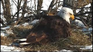 Decorah North : DNF lay 2nd egg of the Season (explore.org 02 19 2021)