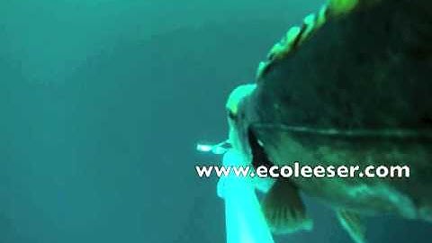 2013 RokLees Quick Video