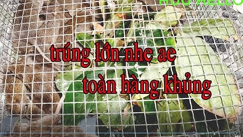 TÂP [ 86 ] mới gặt lúa xong _ đi bẫy chuột  dính thấy mê nhe ae _ trúng lớn rồi kkk