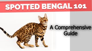 Bengal Cat 101 -  EVERYTHING YOU NEED TO KNOW ABOUT THIS CAT BREED