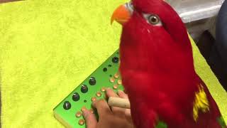 Red birb synthesizer