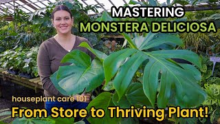 How To Shop & Care For MONSTERA DELICIOSA  Plant Care Light, Repot, Soil, Water Houseplant Care 101