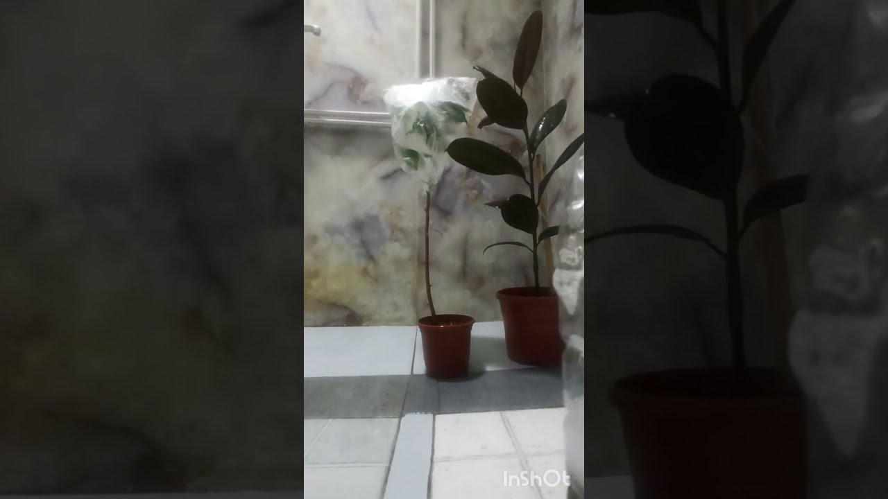 фикус Бенджамина, уход, спрей для фикусов. Fikus Benjamin parvarishi, 2 oylik natijasi