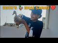 SHURU na aj Mera Uper attack kar diya 😭😭#birds #pigeonhouse #duck 