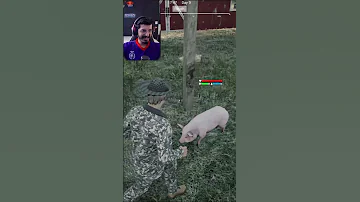خنازير جديدة Shorts Viral Youtubeshorts 