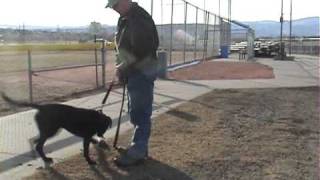 Detection Dog: Selection Testing/Enviromental Exposure Detection Dog: Selection Testing/Enviromental Exposure