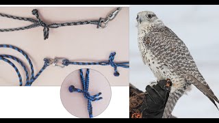 Falconry: Braided leash system review