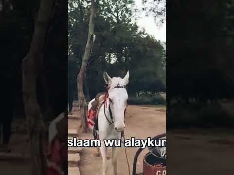 Non Muslim Says Salam To A Horse The Reaction Will Shock You Islamicshorts Islam Deen