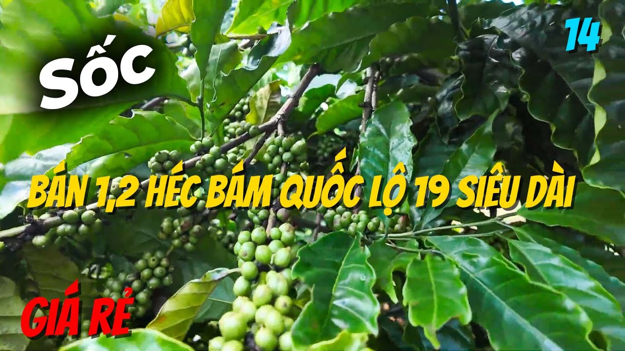 Sốc bán 1,2 héc bám quốc lộ 19 siêu dài giá rẻ