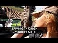 FEEDING AFRICAN ANIMALS - Wildlife Ranch Drive Thru