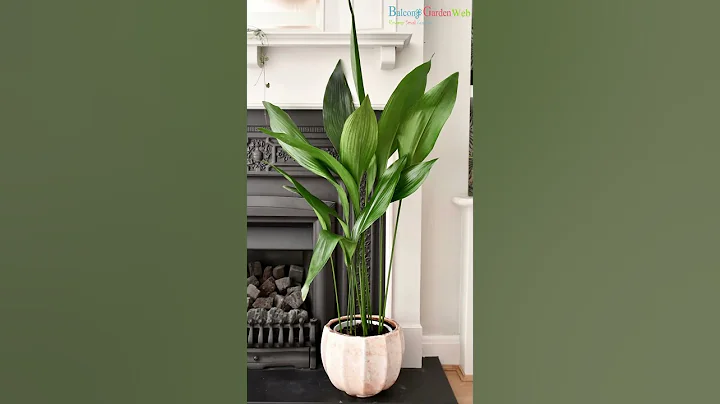 Best Tall Low Light Houseplants #indoorplants