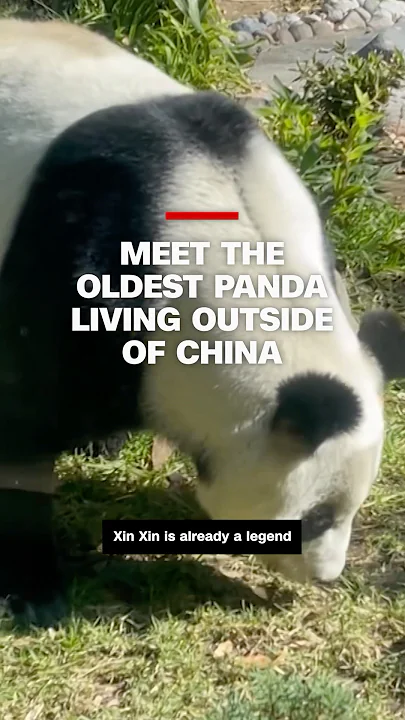 Meet the oldest panda living outside of China