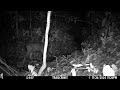 Camera trap survey in the Crocker Range Park, Sabah, Malaysia【Video 9】
